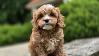Ian, a male Cavapoo for sale in Paradise, PA – 1 of 10
