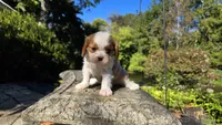 Harvey, a male Cavalier King Charles Spaniel for sale in Paradise, PA – 8 of 10