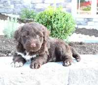King, a male Portuguese Water Dog for sale in Paradise, PA – 2 of 3