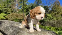 Hank, a male Cavalier King Charles Spaniel for sale in Paradise, PA – 5 of 10