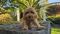 Johan, a male Cavapoo for sale in Paradise, PA – 4 of 10