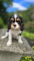 Fern, a female Cavalier King Charles Spaniel for sale in Paradise, PA – 6 of 10