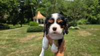 Jace, a male Cavalier King Charles Spaniel for sale in Paradise, PA – 5 of 10