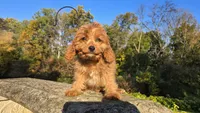 Johan, a male Cavapoo for sale in Paradise, PA – 9 of 10