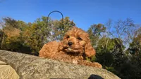 Zach, a male Cavapoo for sale in Paradise, PA – 3 of 10