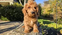 Bryce, a male Cavapoo for sale in Paradise, PA – 3 of 10