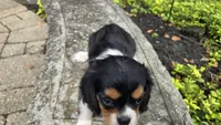 Fiona, a female Cavalier King Charles Spaniel for sale in Paradise, PA – 3 of 10