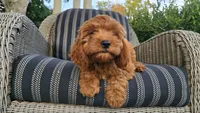 Tony, a male Cavapoo for sale in Paradise, PA – 2 of 10