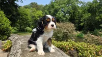 Jace, a male Cavalier King Charles Spaniel for sale in Paradise, PA – 3 of 10