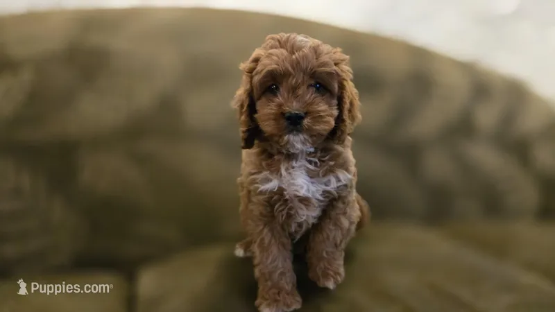 Jack – Cavapoo puppy for sale in Paradise, PA