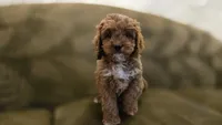 Jack, a male Cavapoo for sale in Paradise, PA – Photo 1 of 9