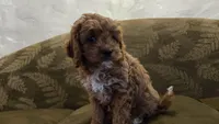 Jack, a male Cavapoo for sale in Paradise, PA – Photo 4 of 10
