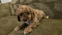 Jack, a male Cavapoo for sale in Paradise, PA – Photo 6 of 10