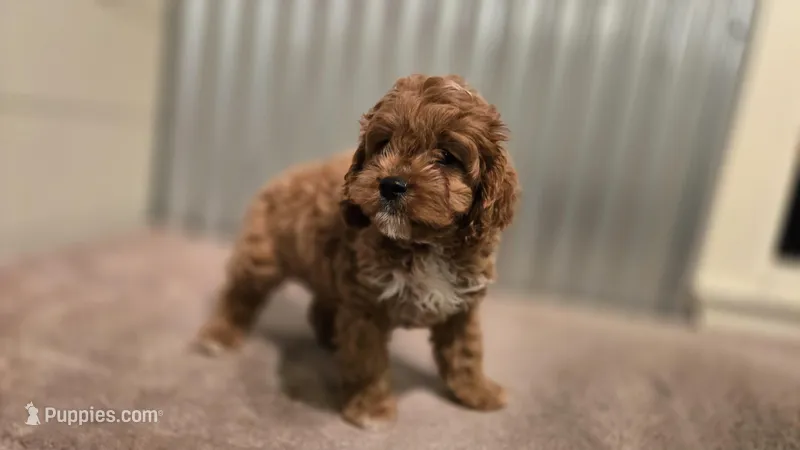 Jack – Cavapoo puppy for sale in Paradise, PA