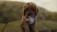 Jack, a male Cavapoo for sale in Paradise, PA – Photo 6 of 9
