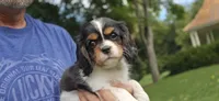 Fern, a female Cavalier King Charles Spaniel for sale in Paradise, PA – 5 of 10