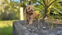 Johan, a male Cavapoo for sale in Paradise, PA – 10 of 10