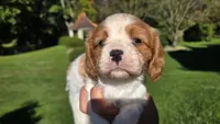 Hope , a female Cavalier King Charles Spaniel for sale in Paradise, PA – 2 of 10