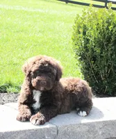 Flash, a male Portuguese Water Dog for sale in Paradise, PA – 5 of 6