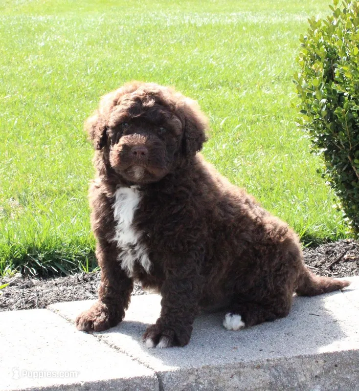 Flash – Portuguese Water Dog puppy for sale in Paradise, PA