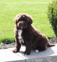 Flash, a male Portuguese Water Dog for sale in Paradise, PA – 1 of 6