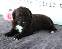 Flash, a male Portuguese Water Dog for sale in Paradise, PA – Photo 3 of 3