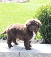 Flash, a male Portuguese Water Dog for sale in Paradise, PA – 6 of 6