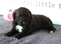 Flash, a male Portuguese Water Dog for sale in Paradise, PA – Photo 2 of 3