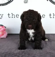 Flash, a male Portuguese Water Dog for sale in Paradise, PA – Photo 1 of 3