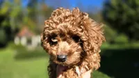 Zeke, a male Cavapoo for sale in Paradise, PA – 3 of 10