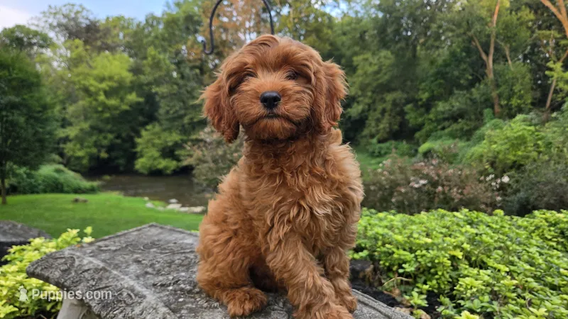 Tony – Cavapoo puppy for sale in Paradise, PA