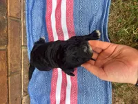 Jenny, a male Portuguese Water Dog for sale in Paradise, PA – 7 of 9
