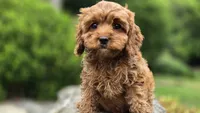 Iyla, a female Cavapoo for sale in Paradise, PA – 5 of 10