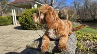 Miles, a male Cavapoo for sale in Paradise, PA – Photo 2 of 10