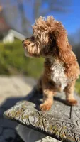Miles, a male Cavapoo for sale in Paradise, PA – Photo 10 of 10