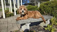 Miles, a male Cavapoo for sale in Paradise, PA – Photo 4 of 10
