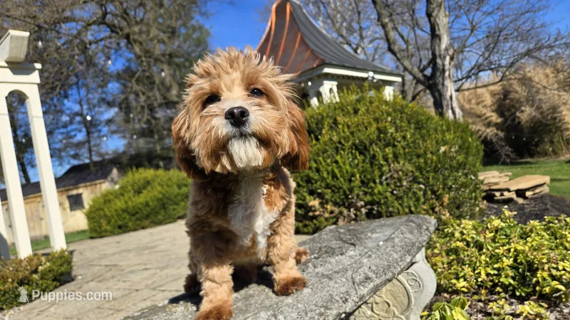 Miles – Cavapoo puppy for sale in Paradise, PA