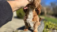 Miles, a male Cavapoo for sale in Paradise, PA – Photo 9 of 10