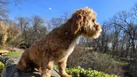 Miles, a male Cavapoo for sale in Paradise, PA – Photo 6 of 10