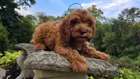 Tony, a male Cavapoo for sale in Paradise, PA – 3 of 10