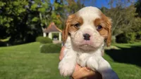 Harvey, a male Cavalier King Charles Spaniel for sale in Paradise, PA – 2 of 10