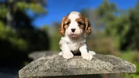 Hope , a female Cavalier King Charles Spaniel for sale in Paradise, PA – 1 of 10