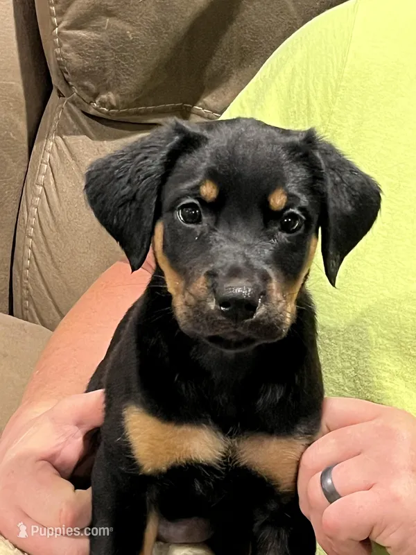 Crusher – Rottweiler, Nova Scotia Duck Tolling Retriever puppy for sale in North Collins, NY