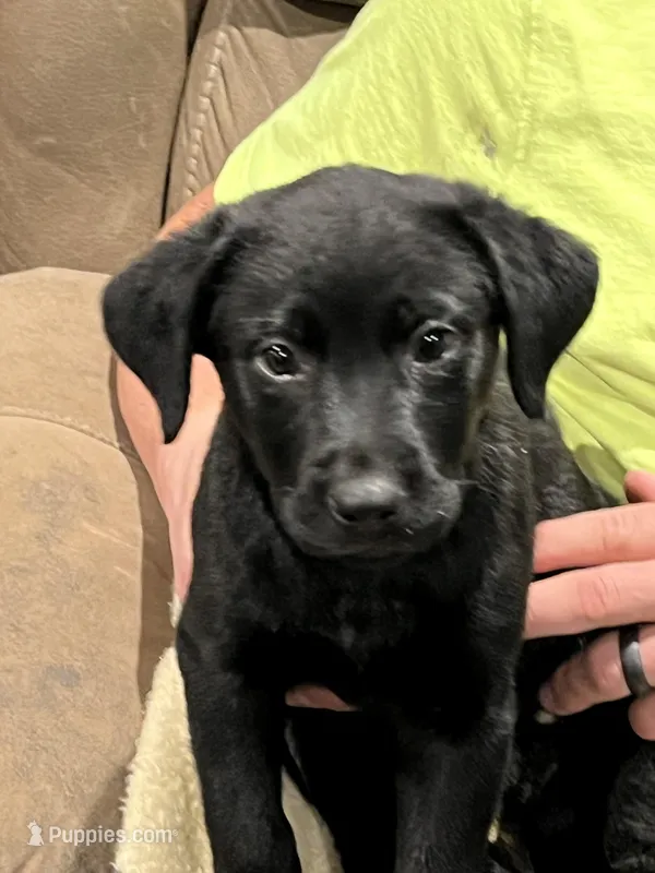 Ravin – Rottweiler, Nova Scotia Duck Tolling Retriever puppy for sale in North Collins, NY