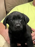 Shadow, a male Rottweiler and Nova Scotia Duck Tolling Retriever for sale in North Collins, NY – 1 of 1
