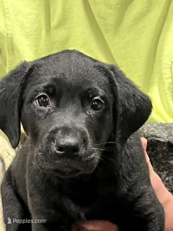 Sal – Rottweiler, Nova Scotia Duck Tolling Retriever puppy for sale in North Collins, NY