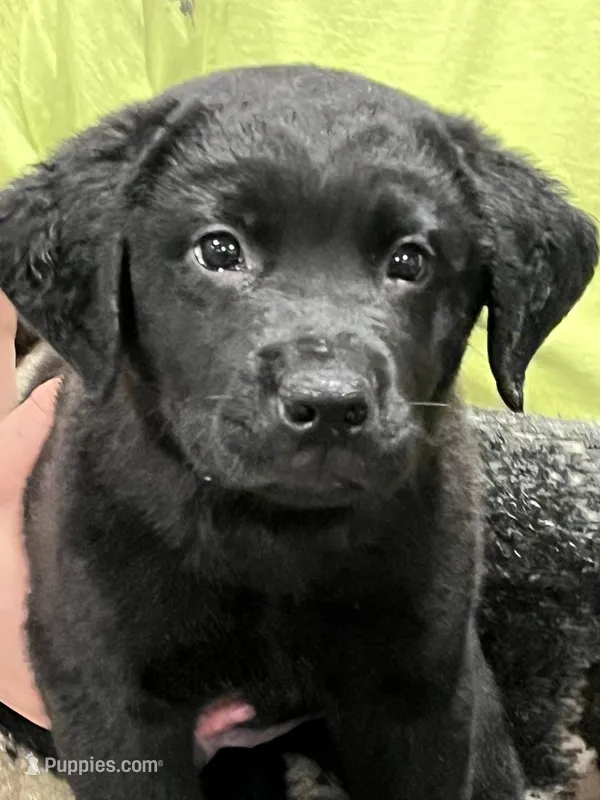 Bruce – Rottweiler, Nova Scotia Duck Tolling Retriever puppy for sale in North Collins, NY