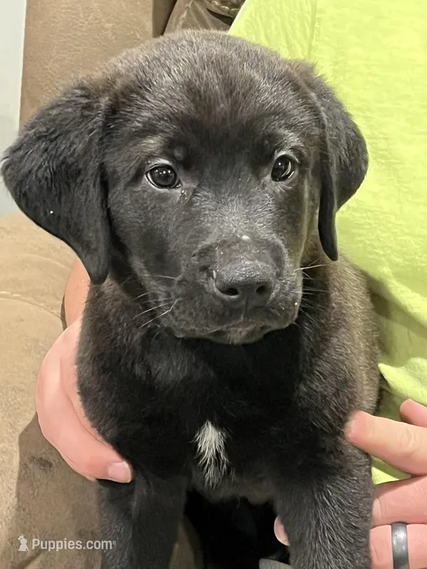 Cricket – Rottweiler, Nova Scotia Duck Tolling Retriever puppy for sale in North Collins, NY