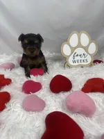 Jelly, a female Yorkshire Terrier for sale in Bronx, NY – Photo 8 of 10
