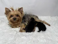 Jelly, a female Yorkshire Terrier for sale in Bronx, NY – Photo 10 of 10